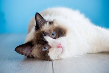 Mavi arka planda izole edilmiş güzel, sağlıklı bir Ragdoll kedisinin portresi..