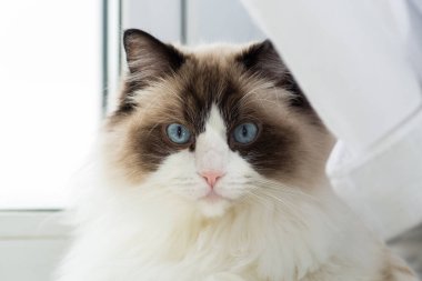 Ev ortamında güzel bir Ragdoll kedisinin portresi. .