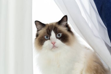 Ev ortamında güzel bir Ragdoll kedisinin portresi. .