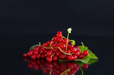 Siyah arka planda izole edilmiş olgun kırmızı üzümlü dallar. .