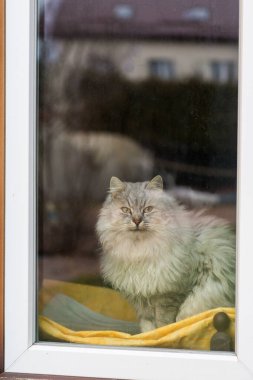Sevimli safkan Sibirya kedisi pencerenin kenarında oturur ve sokağa bakar. .