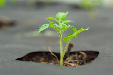 young sprouted tomato plant with several leaves growing out of the ground. clipart