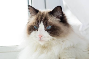 Ev ortamında güzel bir Ragdoll kedisinin portresi. .