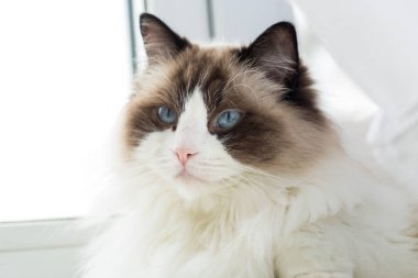 Ev ortamında güzel bir Ragdoll kedisinin portresi. .