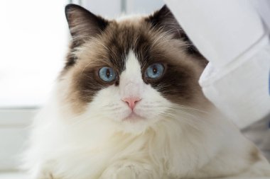 Ev ortamında güzel bir Ragdoll kedisinin portresi. .