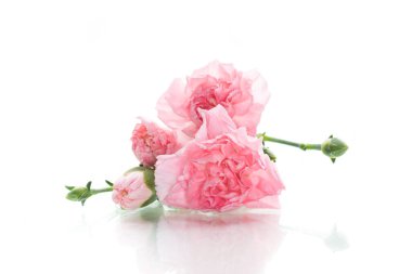 Delicate pink carnations on a white background. clipart