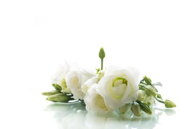 Beyaz yaprakların ve yeşilliğin bahar uyumu.