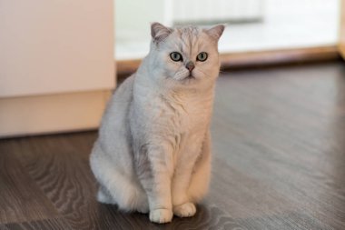 Ev ortamında, gri kürklü, güzel İskoç Katlanır kedisi.