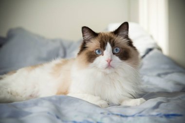 Güzel bir evcil kedinin portresi, Ragdoll cins..