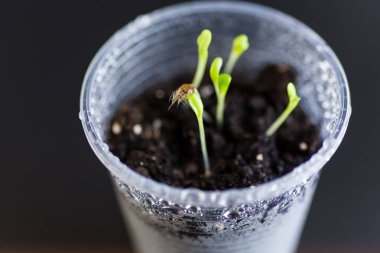 Bardakta küçük fidanlar ve bir damla su..