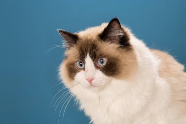 Mavi gözlü Ragdoll kedisi mavi arka planda.