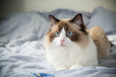 Kedi yatağa uzanıp dinleniyor, bez bebek yetiştiriyor..