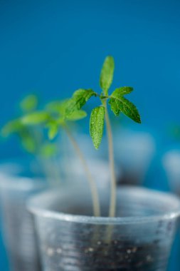 Topraklı ve taze domates fidanlı birkaç fincan..