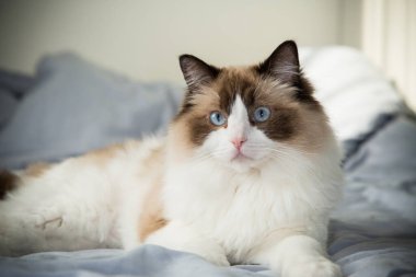 Kedi yatağa yatar ve bakar, bez bebek yetiştirir..