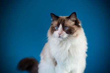 Güzel mavi gözlü Ragdoll kedisinin portresi.