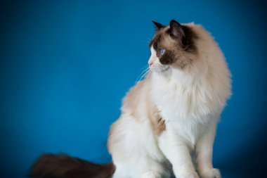 Mavi arka planda, uzun açık renk saçlı güzel bir Ragdoll kedisi..