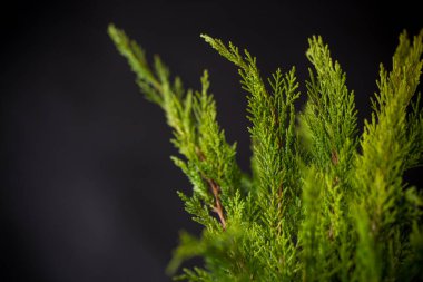 Siyah arka planda bir tencerede ardıç çalısı.