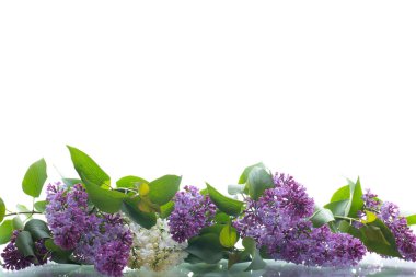 Beyaz arkaplanda beyaz ve mor çiçekli leylakların bileşimi.