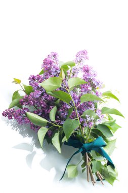 Çiçek açan beyaz ve mor leylaklar açık arkaplandalar.