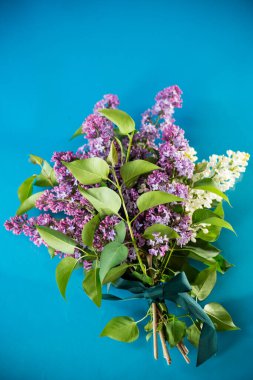 Çiçek açan beyaz ve mor leylaklar mavi arkaplandalar..
