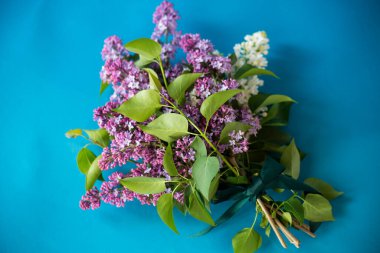 Çiçek açan beyaz ve mor leylaklar mavi arkaplandalar..