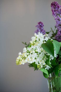 Gri arka planda beyaz ve leylak demeti..