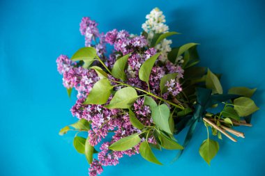 Mavi arkaplanda beyaz ve mor çiçeklerden oluşan leylakların bileşimi.
