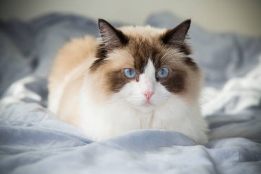 Kedi yatağa uzanıp dinleniyor, bez bebek yetiştiriyor..