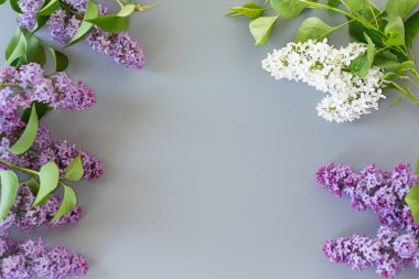 Yazıtlar için gri bir arkaplan üzerinde yukarıdan leylak yakın plan.