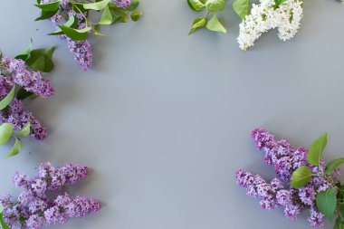 Yazıtlar için gri bir arkaplan üzerinde yukarıdan leylak yakın plan.