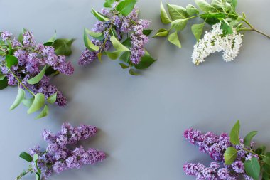 Fotokopi alanı olan gri arkaplanda yaprakları olan bahar leylağı.