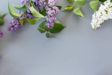 Boşluklu üst görünümde mor leylak.