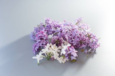 Gri arka planda güzel leylak demeti.