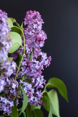 Siyah arka planda güzel bir leylak dalı.