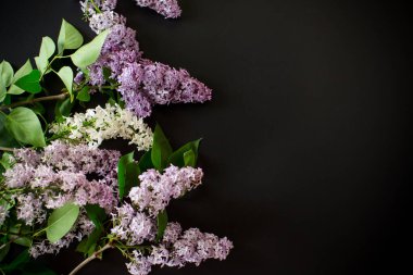Metin için boş alanı olan siyah arkaplan üzerindeki leylak demeti..