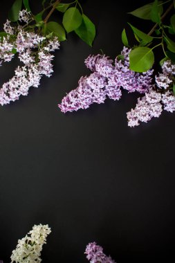 Metin için boş alanı olan siyah bir arkaplanda güzel bir leylak.