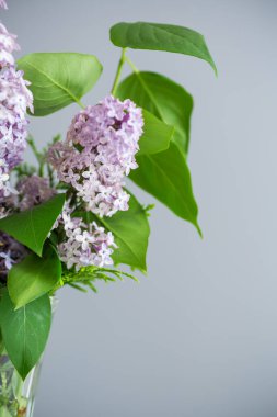 Gri arka planda güzel bir demet leylak..