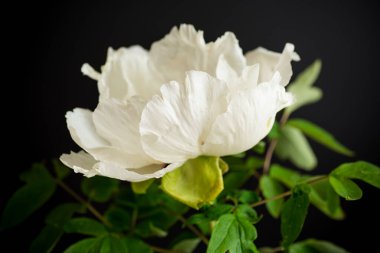 Siyah bir arka planda beyaz, ağaçsı, şakayık çiçeği..