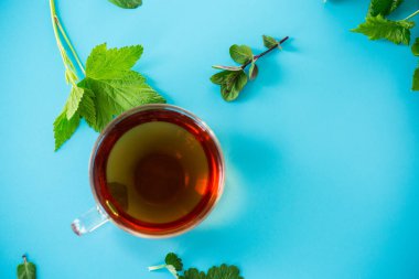 Taze nane ve frenk üzümü yapraklarından doğal yeşil çay.