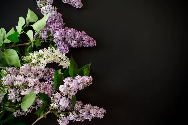 Metin için boş alanı olan siyah arkaplan üzerindeki leylak demeti..