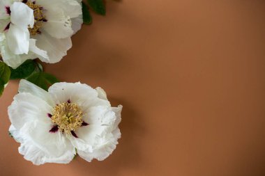 Kahverengi arka planda beyaz, ağaçsı, şakayık çiçeği. Üst Manzara. Metin için temiz alan.