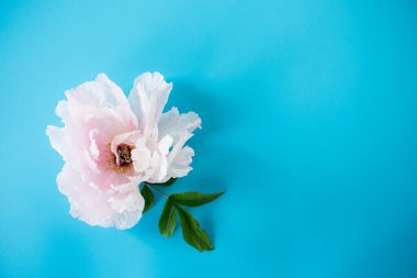 Mavi arka planda açan pembe şakayık..