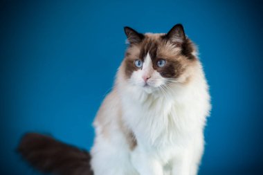 Güzel Ragdoll kedisi mavi gözlü.