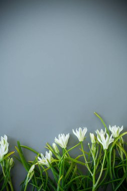 Gri arkaplanda bahar kardamlalarının çiçekli arkaplanı.