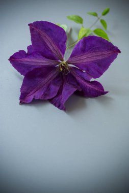 Tarafsız gri arkaplanda klemati olan estetik bileşim.