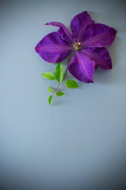 Tasarım için mor klematitin minimalist üst görünümü.