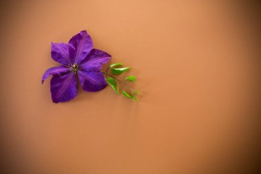 Kahverengi arkaplan üzerindeki tasarım için mor klematitin minimalist üst görünümü.