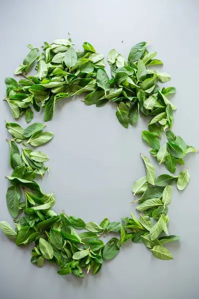 Tarafsız bir zemin üzerinde su damlaları olan taze yeşil nane..