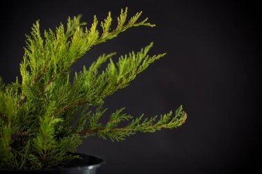 Siyah arka planda bir tencerede ardıç çalısı.