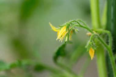 Yeşil yapraklı sarı domates çiçekleri.